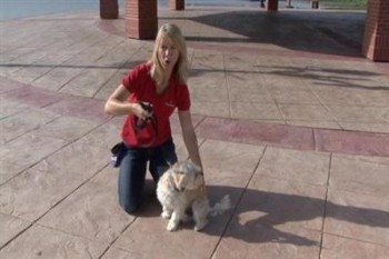 Just Right! Volume 2 DVD - A Step-By-Step Guide to Remote Collar Dog Training Just Right! Volume 2 DVD - A Step-By-Step Guide to Remote Collar Dog Training