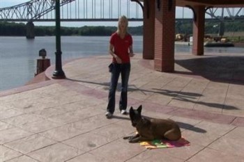 Just Right! Volume 2 DVD - A Step-By-Step Guide to Remote Collar Dog Training Just Right! Volume 2 DVD - A Step-By-Step Guide to Remote Collar Dog Training