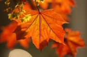 Autumn Cliparts (Осень) - 7xHQ B6140d336619940