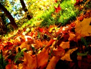 Autumn Cliparts (Осень) - 7xHQ C56d9b336619918