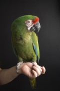 Попугаи (Parrots) 1b3ba8337467207