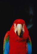Попугаи (Parrots) 2d6ec9337468636