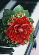 Праздничные цветы / Celebratory Flowers (200xHQ) 5d3dd0337465246
