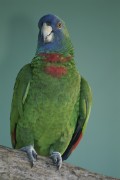Попугаи (Parrots) 892f2c337467716