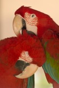 Попугаи (Parrots) 8dc30c337467929