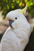 Попугаи (Parrots) A144b6337466919