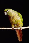 Попугаи (Parrots) B5a507337468345