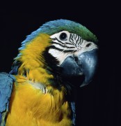 Попугаи (Parrots) Ebaf41337467647