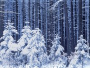 Winter / Зима - (166xHQ)  758156337519461