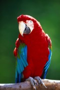 Попугаи (Parrots) 00e1eb338287357