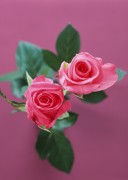 Цветы / Images of flowers (200xHQ) 0129c7338289597