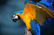 Попугаи (Parrots) 32deff338287290