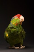Попугаи (Parrots) 45053d338287184
