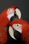 Попугаи (Parrots) 524df9338287146