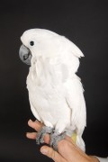Попугаи (Parrots) B31c70338287072