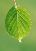 Зеленые листочки, лепестки (199xHQ) 5aa747338295273