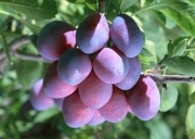 Обильный урожай фруктов (195xHQ) F51996338639181