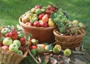 Обильный урожай фруктов (195xHQ) 977cb5338640020