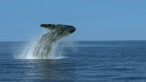 BBC: ������� ������� / Ocean Giants (2011/BDRip 720p)