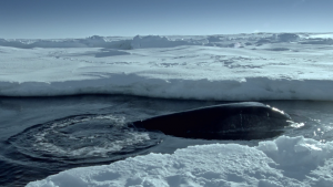 BBC: ������� ������� / Ocean Giants (2011/BDRip 720p)