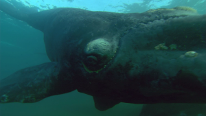 BBC: ������� ������� / Ocean Giants (2011/BDRip 720p)