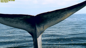 BBC: ������� ������� / Ocean Giants (2011/BDRip 720p)