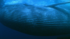 BBC: ������� ������� / Ocean Giants (2011/BDRip 720p)