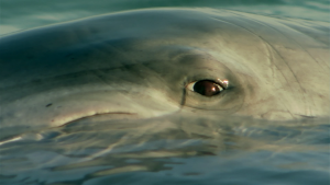 BBC: ������� ������� / Ocean Giants (2011/BDRip 720p)