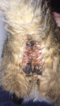 Hole near my cats anus Hole near my cats anus