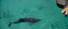 Flipper (1996) .mkv iTA-ENG AC3 Bluray 576p x264